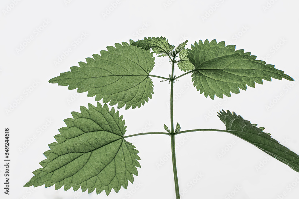 Green plant prickly nettle on a white background Green plant prickly nettle on a white background