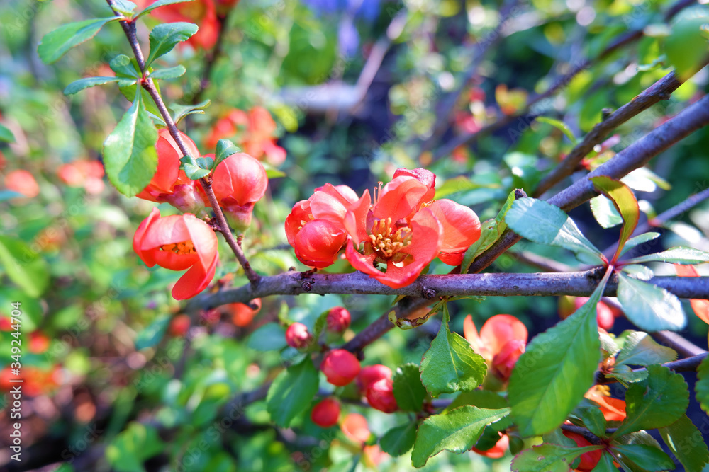 Obraz premium Red flowers cover branches on blurred garden. Flowering quince. Beautiful blooming red flowering quince flowers on branches with fresh new leaves in spring
