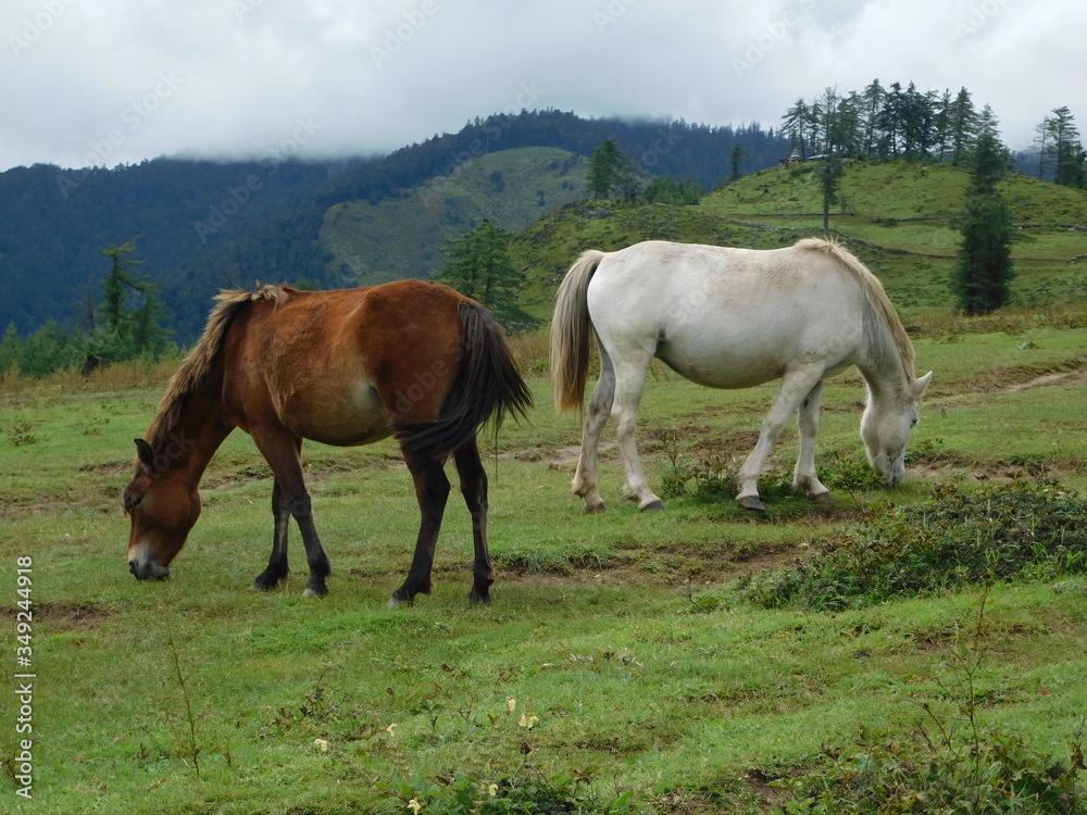Two horses grazing on the highland meadow of Jumla Nepal 