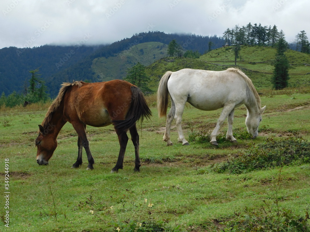 Two horses grazing on the highland meadow of Jumla Nepal Two horses grazing on the highland meadow of Jumla Nepal