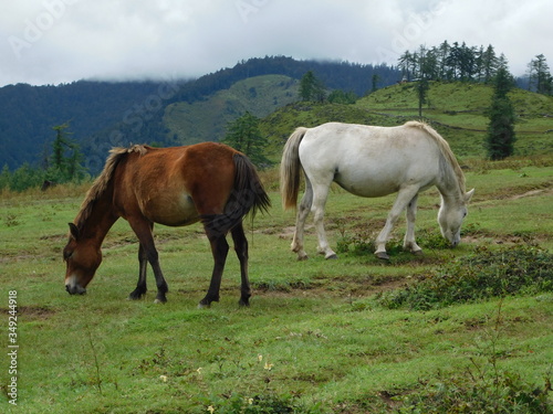 Two horses grazing on the highland meadow of Jumla Nepal 