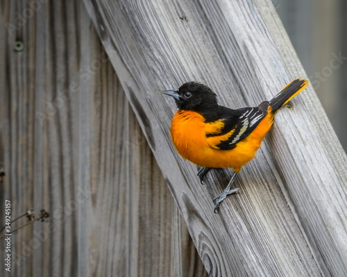 Εκτύπωση καμβά Oriole on stair rail