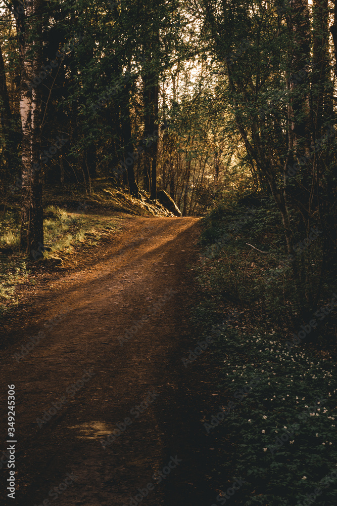 Obraz premium Moody forrest lanscape in Uppsala Sweden. This is a nature reserve near Uppsala that is beautiful.