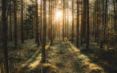 Moody forrest lanscape in Uppsala Sweden. This is a nature reserve near Uppsala that is beautiful.