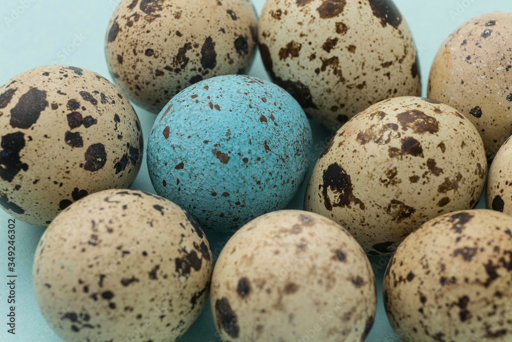 High angle quail egg collection. Outstanding, choice and difference concept. Being unique and individuality. High angle quail egg collection. Outstanding, choice and difference concept. Being unique and individuality.