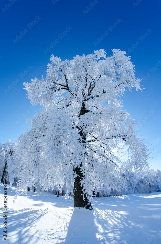 Backlit tree in a sunny winter day with blue sky