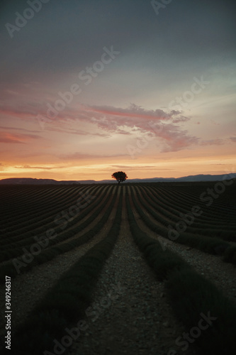 Landscape of a lavender field at sunset