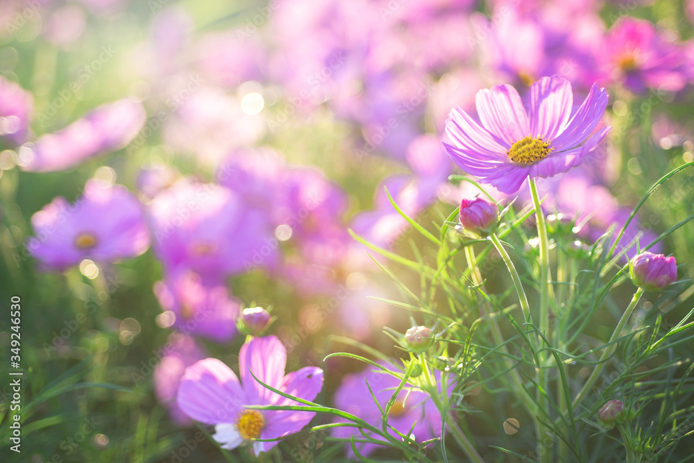 Fototapeta premium Pink flowers in the morning as the sun shone in golden light, pink meadow flowers in summer. Beautiful scenery in flower garden