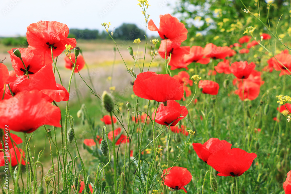 Fototapeta premium red Poppy field , close up
