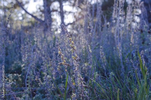 dry grass at sunset