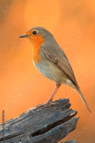 European Robin bird sitting on old wood at sunset, closeup. Genus species Erithacus rubecula.