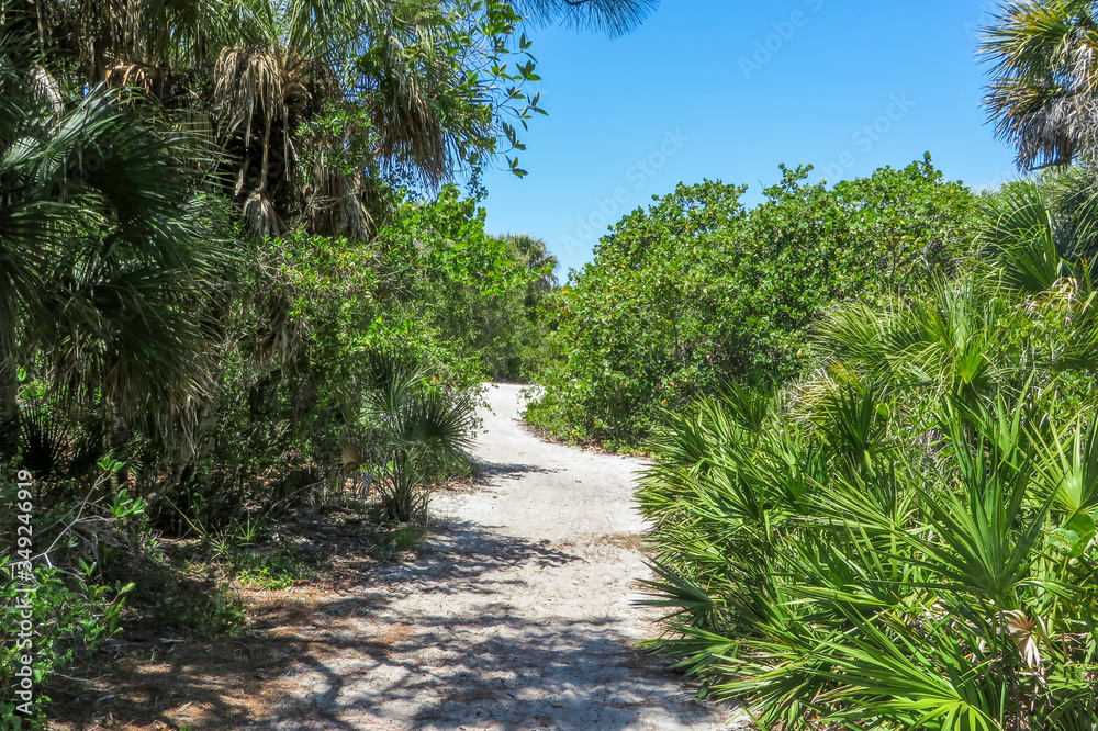 Nature trail through a coastal hammock in Caspersen Beach Park in Vencie Florida on the southwest Gulf Coast of Florida Nature trail through a coastal hammock in Caspersen Beach Park in Vencie Florida on the southwest Gulf Coast of Florida