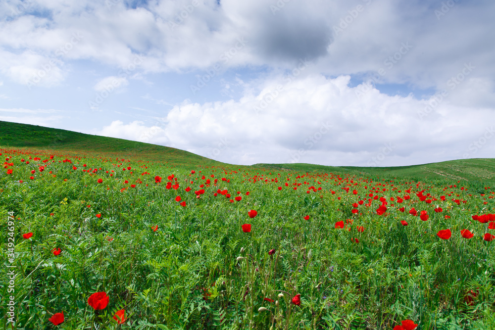 Red poppies beautiful flowering meadow with poppies on a background of blue sky. Beautiful spring and summer natural background. Tourism and travel