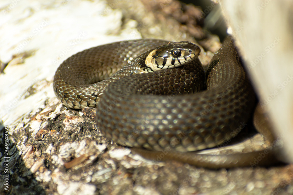 Grass snake basking on the bark of a tree Grass snake basking on the bark of a tree