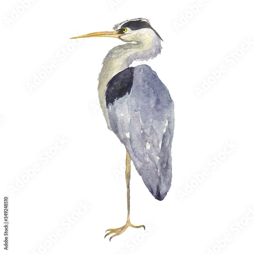 Tablou pe pânză Watercolor heron bird isolated on white background
