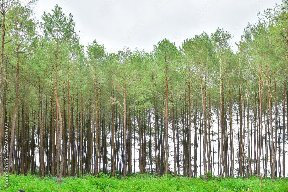 Fototapeta premium Beautiful summer forest with different trees. HD Image and Large Resolution. can be used as background and desktop wallpaper