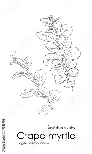 The branch of Crape myrtle (Indian lilac), line art illustration on white background. hand-drawn vector.