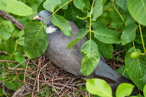 Pigeon on Nest on Walnut tree. A grey bird with yellow eye and orange beak nesting on green tree