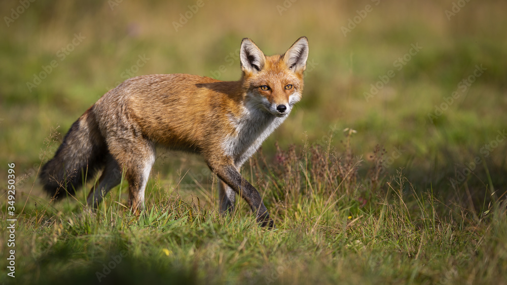 Active red fox, vulpes vulpes, hunting on green meadow in autumn nature with copy space. Energetic mammal walking on a sunny day from side view. Animal predator in wilderness. Active red fox, vulpes vulpes, hunting on green meadow in autumn nature with copy space. Energetic mammal walking on a sunny day from side view. Animal predator in wilderness.
