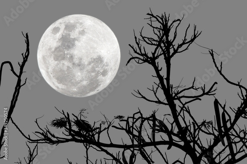 Full moon on the sly with silhouette tree branch.