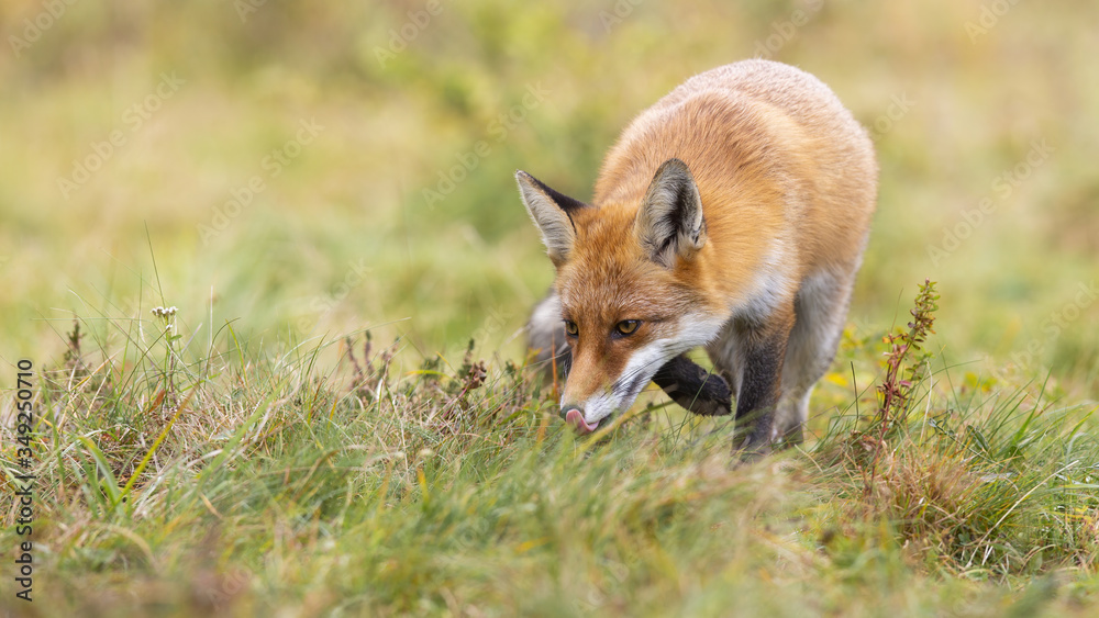 Focused red fox, vulpes vulpes, hunting on a green meadow and sniffing with head down above ground. Wild mammal with orange fur licking with pink tongue in nature from front view with copy space.