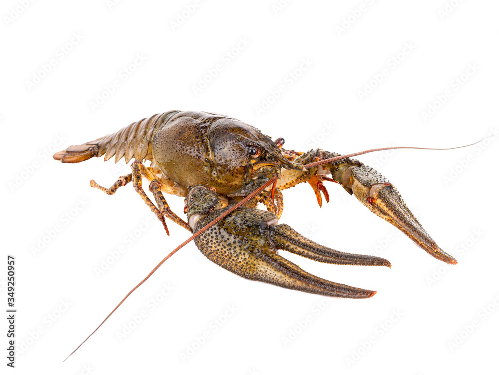 crawfish isolated on white background. crawfish isolated on white background.
