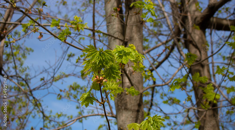 Spring. Leaves of maple in the spring against the blue sky. Spring. Leaves of maple in the spring against the blue sky.