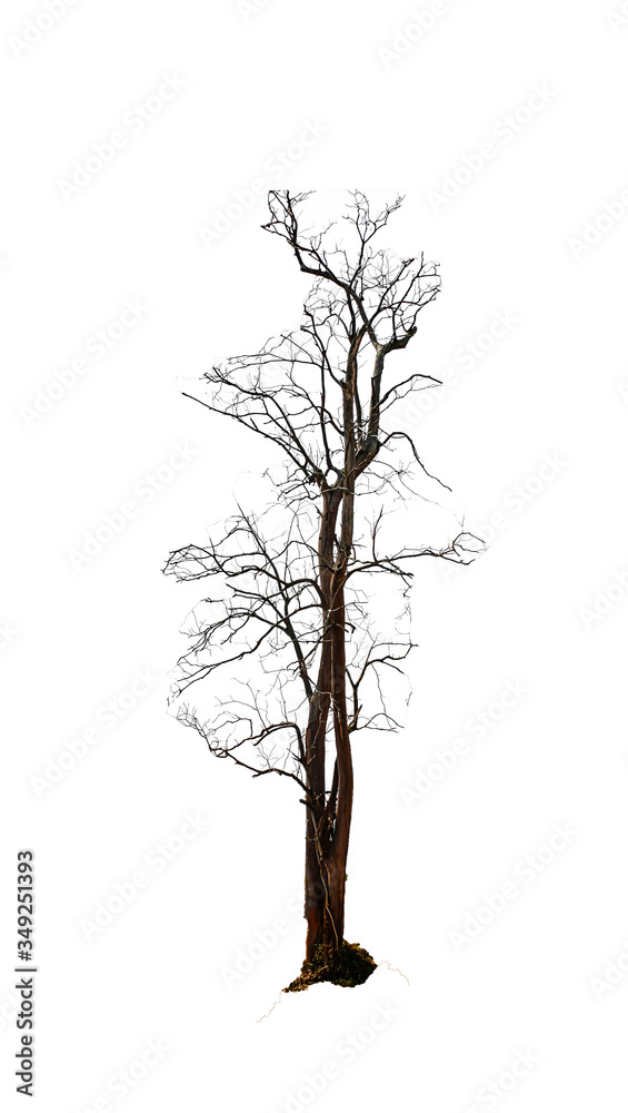 Dry tree without leaves Dry tree without leaves