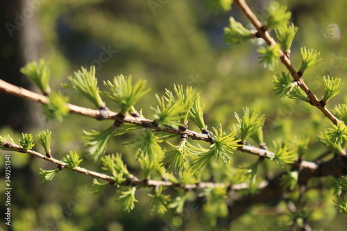 Tender young fir needles on a branch.