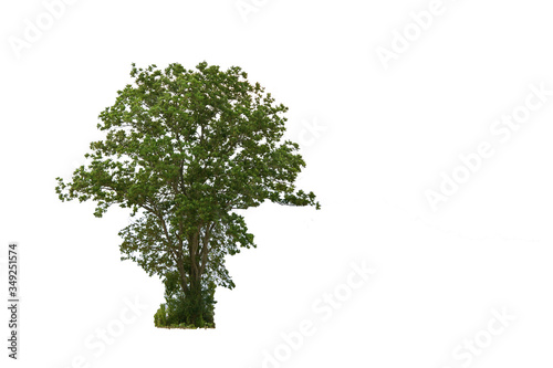 Isolated trees against a white background
