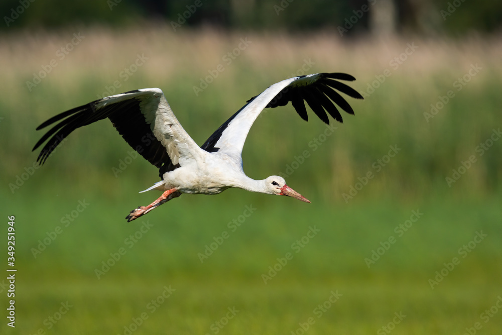 Fototapeta premium White stork, ciconia ciconia, flying above meadow with wings open in summer nature. Wild bird with long red beak approaching in air from front view. Animal wildlife moving forward.