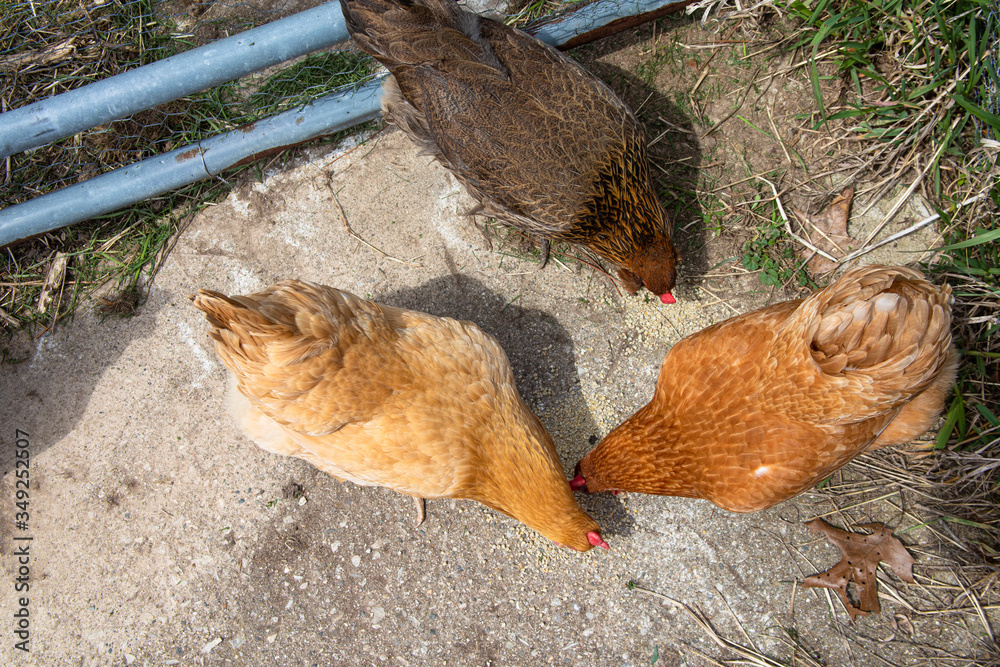 Chickens on Homestead - Farming - Chickens Top Down View Chickens on Homestead - Farming - Chickens Top Down View