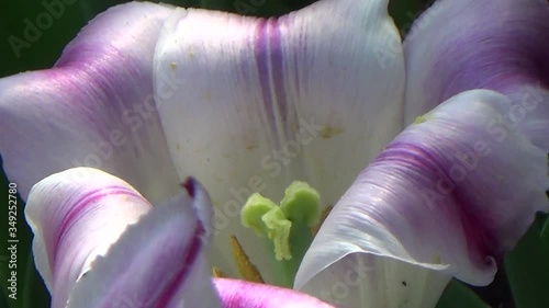 Tulips in bloom in Canada