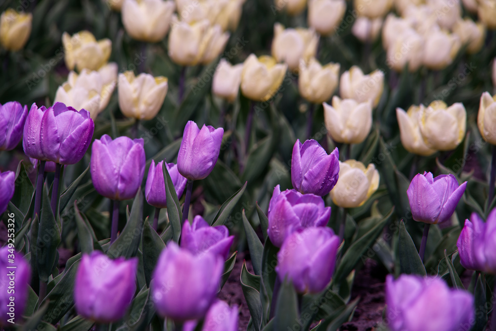 Obraz premium Tulips on a spring day