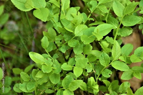 Wallpaper Mural Młoda jagodzina Torontodigital.ca