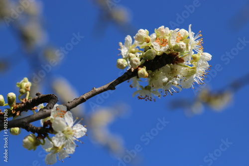 White cherry flowers close-up on a twig against a clear blue sky on a Sunny day.