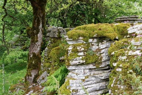 Griechenland - Steinwald nahe dem Aussichtspunkt Oxia bei Monodendri im Pindos-Gebirge photo