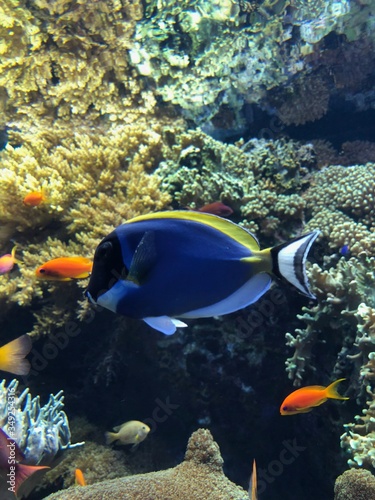 Dory