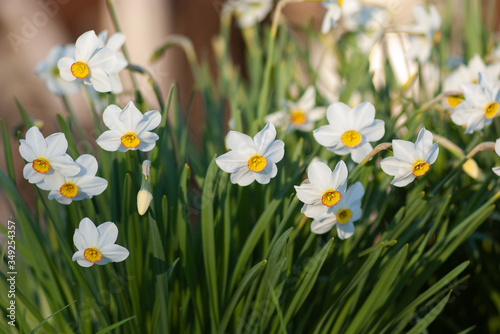 A group of defocused white daffodils. Spring flowers close-up of the setting sun.
