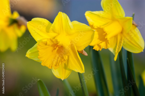 Yellow Narcissus - daffodil on a green background.