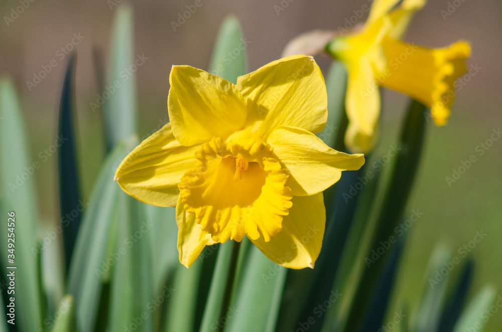Yellow Narcissus - daffodil on a green background. Yellow Narcissus - daffodil on a green background.