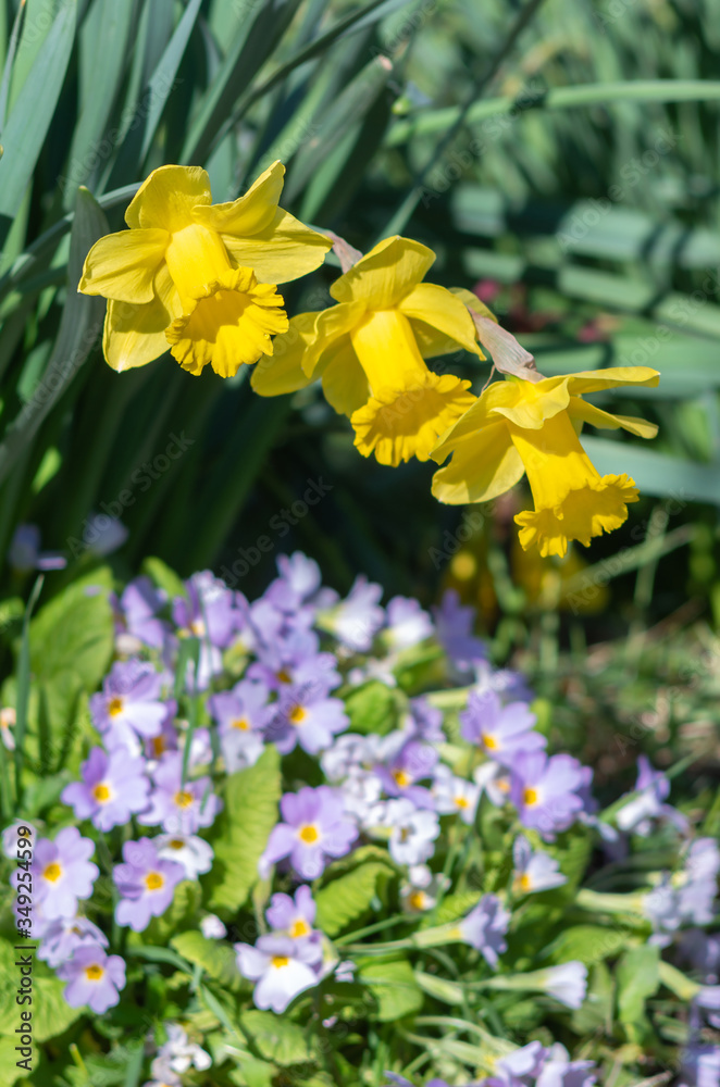 Fototapeta premium Yellow Narcissus - daffodil on a green background.