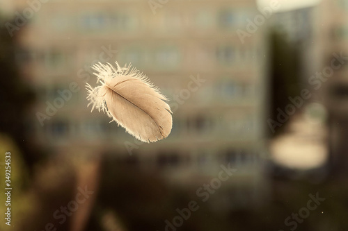 Bird feather on the window glass in the apartment 