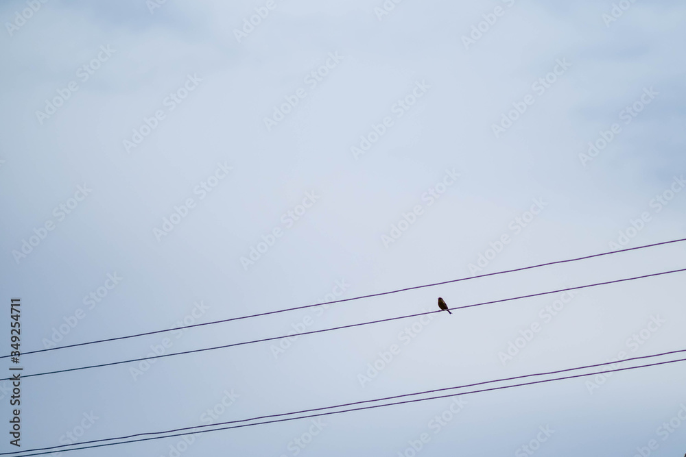 A lone bird sits on wires against the blue sky. Spring birds. birds of Europe. tit Flycatcher. chooses what to eat A lone bird sits on wires against the blue sky. Spring birds. birds of Europe. tit Flycatcher. chooses what to eat