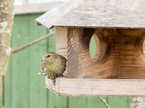a yellow-grey bird eats from a feeder. Spring birds. birds of Europe. tit Flycatcher