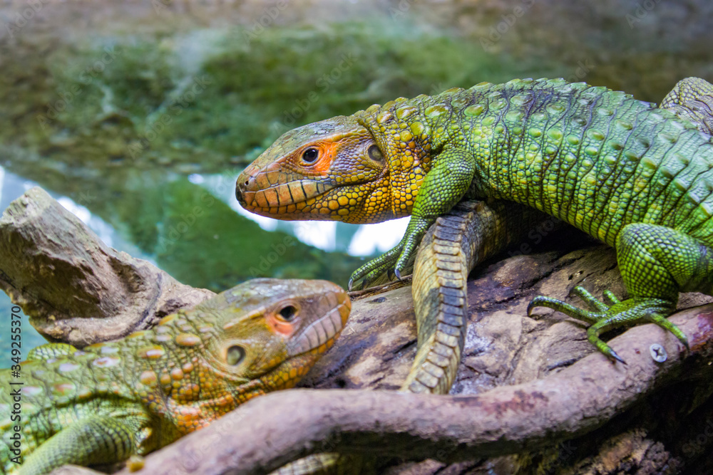Obraz premium The Northern caiman lizard lies on the trunk. It is a species of lizard found in northern South America. The body of the caiman lizard is very similar to that of a crocodile. 