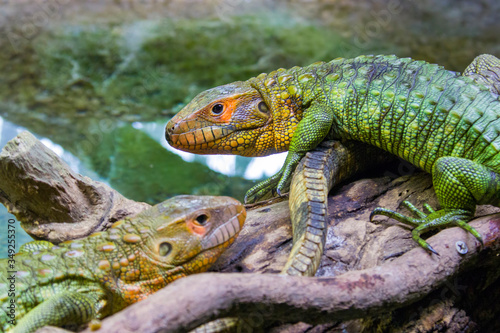 The Northern caiman lizard lies on the trunk. It is a species of lizard found in northern South America. The body of the caiman lizard is very similar to that of a crocodile. 