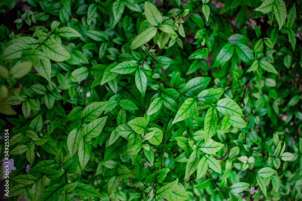 Green leaf background, nature background. Green leaf background, nature background.