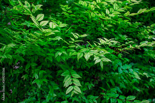 Fototapeta Naklejka Na Ścianę i Meble -  Green leaf background, nature background.