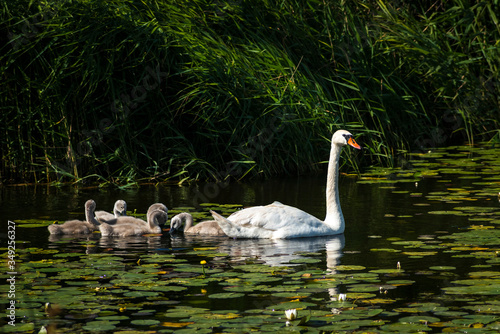 Family of mute swan is looking for food in the river Lielupe, Jurmala, Latvia